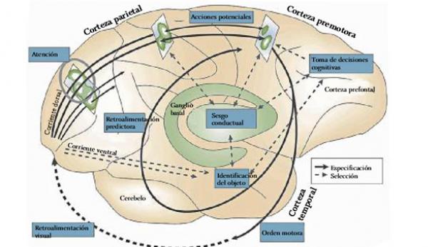 ¿Qué sucede en el cerebro de un atleta de élite cuando está compitiendo?