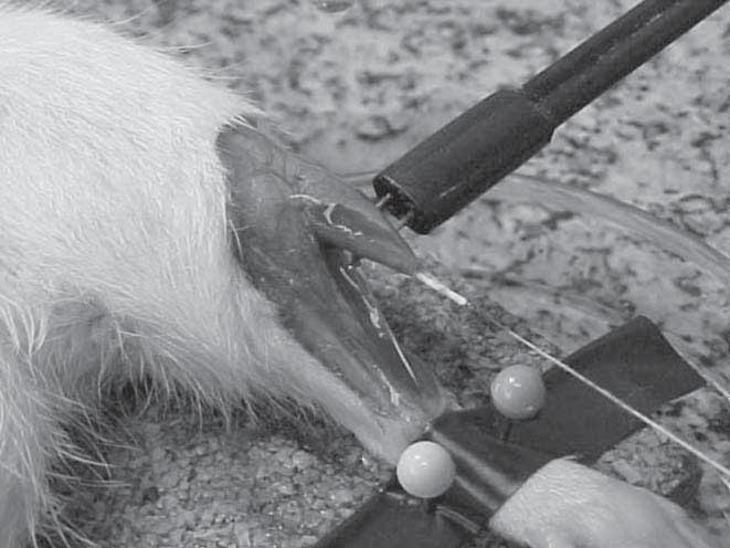 Análisis electrofisiográfico e histomorfológico del músculo tibial anterior de ratones sometidos al