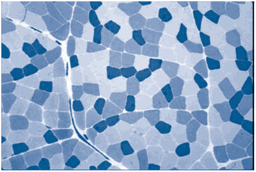 corte_transversal_de_una_celula_muscular