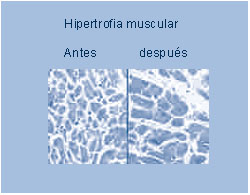 hispertrofia_muscular