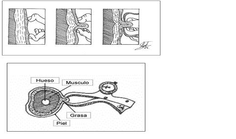 El comportamiento del Somatotipo de las Jugadoras de la Preselección Nacional de Baloncesto Femenino